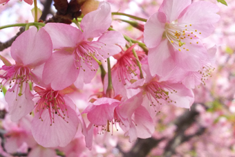 4月の特集 桜セレクション