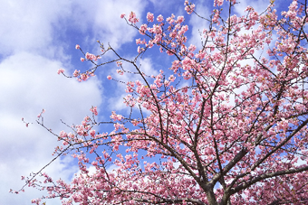 4月の特集 桜セレクション
