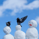Bird&Snowman[タブレット用]