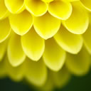 yellow FLOWER