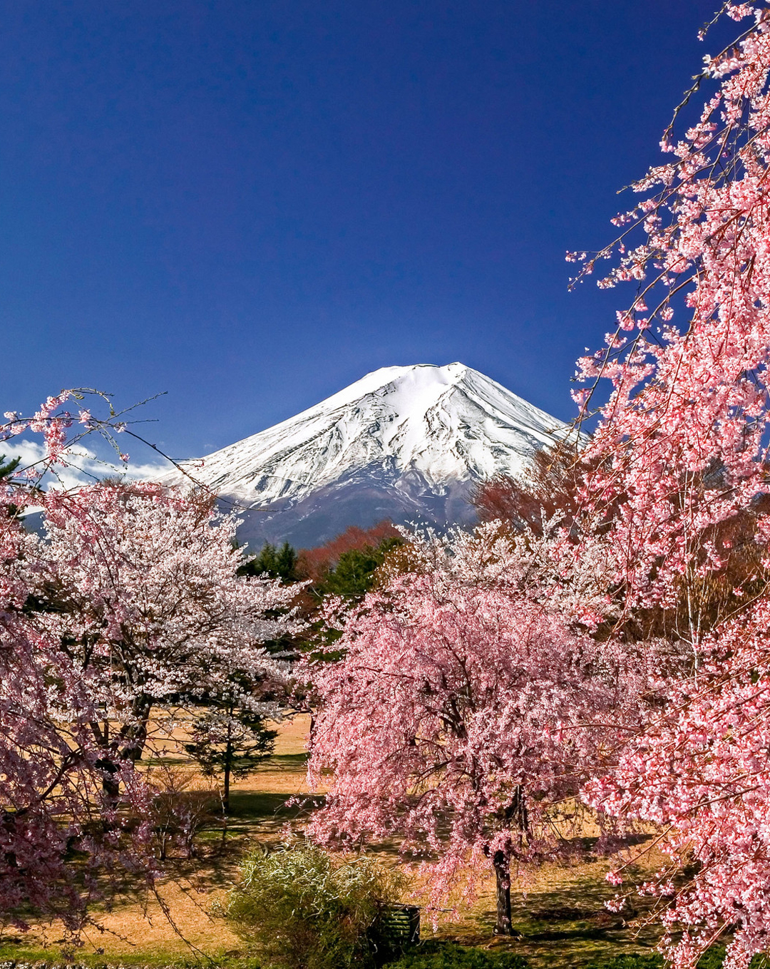 枝垂桜と富士山 ウェルカムシート ダウンロード シャープ スマートフォン公式サイト Shshow