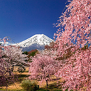 枝垂桜と富士山[タブレット用]